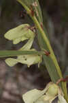 Slimleaf pawpaw